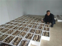 西鄉(xiāng)800畝大球蓋菇因疫情受困急需銷售！ ()