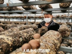 貴州施洞鎮(zhèn)疫情防控不誤生產(chǎn) 26萬棒食用菌穩(wěn)定出菇！ ()