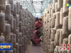 食用菌大棚生產(chǎn)忙，今年魚臺預(yù)計種植食用菌4.3億袋 ()