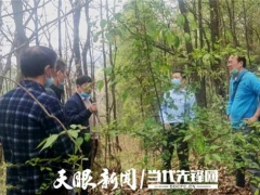 專家助力，冊亨縣確定首期2萬棒林下紅托竹蓀試點基地 ()