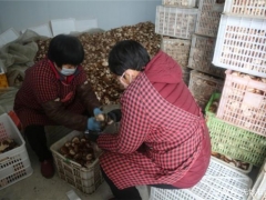 急！行唐2萬斤香菇滯銷，急盼援手相助 ()