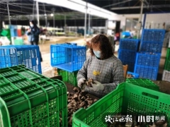 買它！桐廬村民直播帶貨，滯銷香菇變“網(wǎng)紅” ()