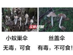 又到了野生蘑菇瘋長的季節(jié) 對比圖來啦！ ()