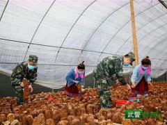 “精準(zhǔn)扶貧·中國武警在行動(dòng)”｜解急情，鮮香菇專車入市場(chǎng) ()