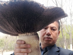 震撼！開傘直徑達(dá)40公分“巨型”大球蓋菇現(xiàn)身河南平頂山 ()