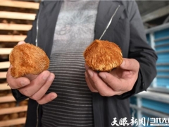 三穗縣：年產(chǎn)500萬棒食用菌菌棒加工廠建成投產(chǎn) ()