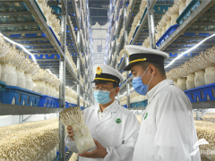 德州食用菌首次出口打開東盟市場 首批15噸食用菌發(fā)往泰國 ()