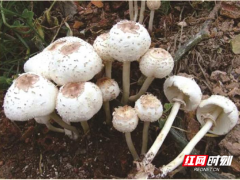 路邊的蘑菇不要采，小心中毒！ ()
