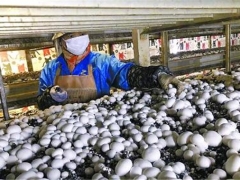 上海金山廊下打造“蘑菇小鎮(zhèn)”，受益農(nóng)戶利潤大漲 ()