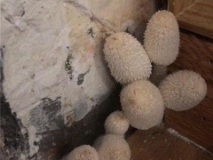 杭州女業(yè)主被家里蘑菇嚇哭：除不掉，晚上還會(huì)化成一灘“黑水”！ ()