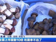 云南野生菌上市量翻了10倍！價(jià)格降啦！ ()