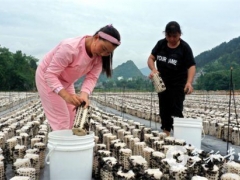 “菇”舞人心，這里的黑木耳開采了 ()