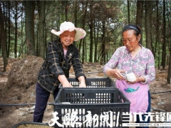 千畝大球蓋菇開始種植！紫云千畝林下仿野生菌項目持續(xù)推進 ()
