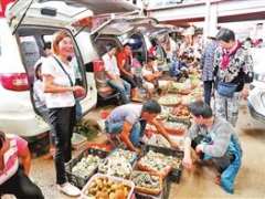 云南大量野生食用菌上市 享用野生菌有學(xué)問 ()