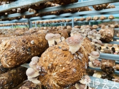 小香菇在“銅仁糧倉(cāng)”拼出大未來(lái) ()