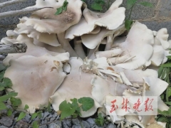 廣西一村民家長(zhǎng)出巨型野生菌，高約50厘米、直徑約1米 ()