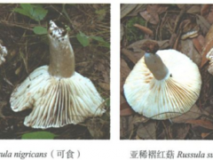 野生菌“殺人”事件！云南近90%的野生菌死亡病例是誤食這兩種菌 ()