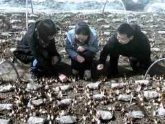 上海援青十年 上海食用菌專家在高原種出1500元一斤的羊肚菌！“土專家” “田秀才”正在涌現(xiàn) ()