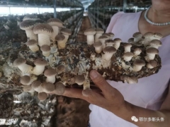 推農(nóng)品 促增收 | 急急急！伊旗扶貧香菇滯銷(xiāo)，急需您伸出援手! ()