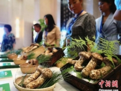 助力出口轉(zhuǎn)內(nèi)銷(xiāo) 2020云南首屆松茸交易會(huì)將于8月1日啟幕 ()