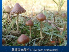 致幻蘑菇刷屏！專家：野生蘑菇中毒死亡率高達20% ()