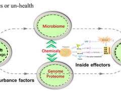 當靈芝遇上腸道菌群：科學(xué)家發(fā)現(xiàn)靈芝活性衍生物抗脂肪肝新機制 ()