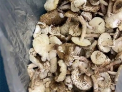 寧夏人民醫(yī)院近期接診誤食毒蘑菇14人！戶外野生蘑菇吃不得，你怎么就不聽呢！ ()