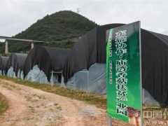 “小香菇”走出國(guó)門 助力農(nóng)民“小康路” ()