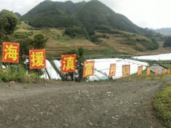 滬滇扶貧協(xié)作幫助富源發(fā)展食用菌產(chǎn)業(yè)，拓寬農(nóng)民增收渠道 ()