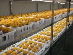云南農(nóng)業(yè)大學(xué)李榮春教授利用在食用菌行業(yè)的科研優(yōu)勢(shì)，將金耳種植難關(guān)突破形成穩(wěn)產(chǎn)高產(chǎn)的工廠化栽培技術(shù) ()