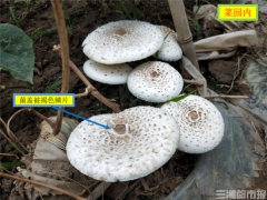 天氣轉(zhuǎn)冷，誤食毒蘑菇案例增多！省疾控專家提醒：勿吃 ()