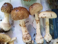 桂林一“菌王”被蘑菇毒翻！搶救半月才恢復(fù)自主呼吸 ()