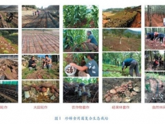 創(chuàng)新食用菌發(fā)展模式，助力云貴地區(qū)精準(zhǔn)扶貧與生態(tài)提升 ()