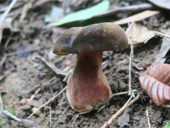 蘑菇栽培界又添新成員！攀枝花發(fā)現(xiàn)“玫紅網(wǎng)柄牛肝菌” ()
