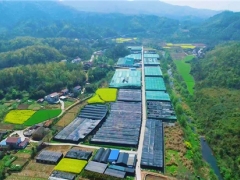 湖北遠安：讓香菇更“香”——記遠安縣山娃子食用菌供銷專業(yè)聯(lián)合社 ()