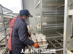 貴州貞豐：菌棒生產(chǎn)不停工 確保春節(jié)食用菌供應 ()