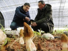 寶豐：打造珍稀食用菌品牌，實現(xiàn)產(chǎn)業(yè)振興助推鄉(xiāng)村振興 ()