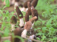 打造菌業(yè)“硅谷” 四川省林下食用菌研究與應(yīng)用示范項目落地金堂 ()