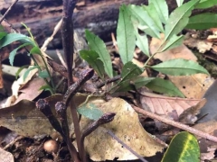 歷經(jīng)5年！翁源蘭花新物種“青云山天麻”終被專家確認(rèn)！ ()