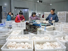 劍河食用菌產(chǎn)業(yè)布局“一盤棋”助經(jīng)濟(jì)發(fā)展 ()