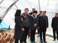 李玉院士團(tuán)隊(duì)前往吉林和龍市八家子桑黃基地調(diào)研 ()