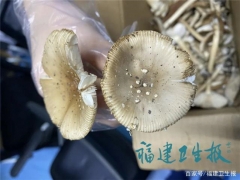 廈門男子吃完蘑菇半小時中毒進ICU！快告訴家人千萬別亂吃 ()