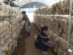 云南寧洱：“金頂側耳”新品食用菌試種成功 新產(chǎn)業(yè)為當?shù)厝罕妿碇赂恍孪Ｍ?()