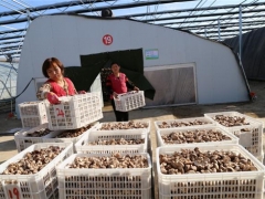 種植面積995萬平方米、從業(yè)人員10余萬人，惠民縣小菌菇撬動 ()