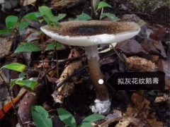警惕！中山驚現(xiàn)大群劇毒鵝膏菌！千萬別采摘食用 ()