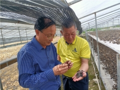 中國菌物學會理事長郭良棟赴貴州銅仁調研梵天菌業(yè)黑木耳生產(chǎn) ()