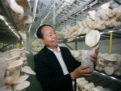 把“小蘑菇”做成鄉(xiāng)村振興大產(chǎn)業(yè)——記河南世紀香食用菌開發(fā)有限公司黨支部書記、董事長李彥增 ()
