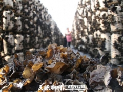 貴州納雍陽長：垂種黑木耳 產(chǎn)量翻6倍 ()