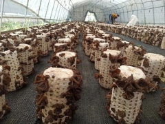 麗水援疆“云和師傅”技術(shù)助力，新和縣500多黑木耳種植農(nóng)戶開始采收 ()