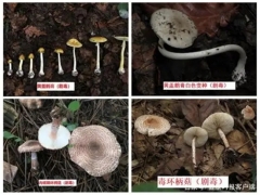 中疾控：11年來共報告10036起蘑菇中毒事件，云南、湖南報告最多 ()